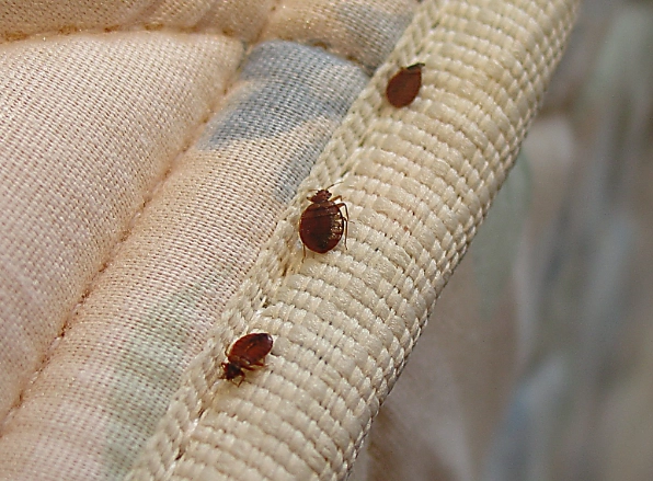 bed bug signs