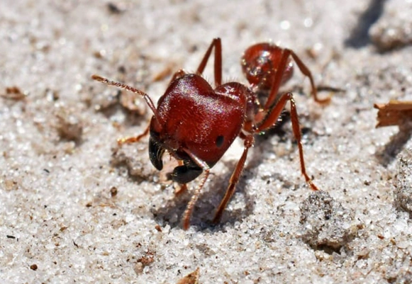 harvester ants control