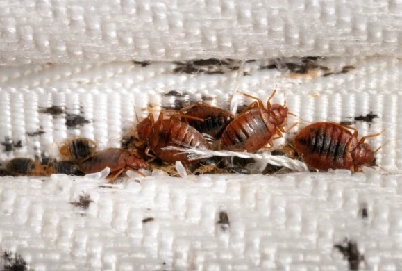 bed bug signs