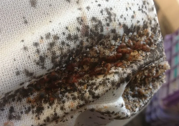 signs of bed bugs signs of bed bugs