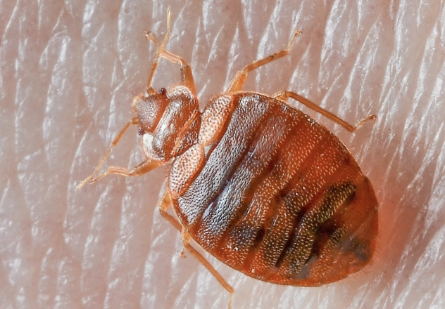bed bug extermination