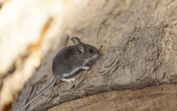 deer mice control