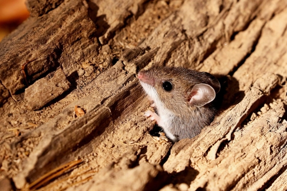 hantavirus deer mice