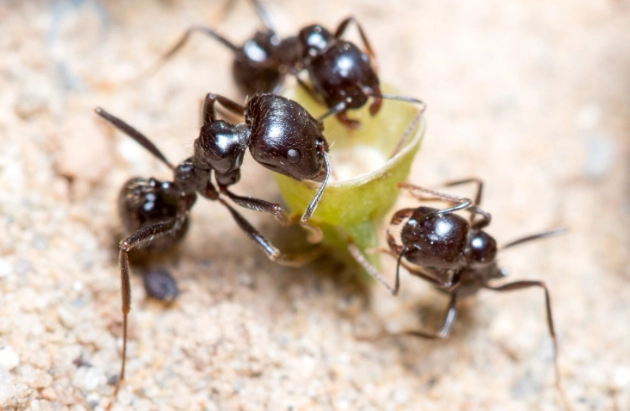 harvester ants control