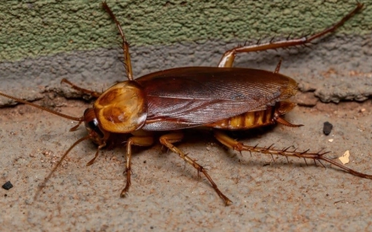 cockroach prevention