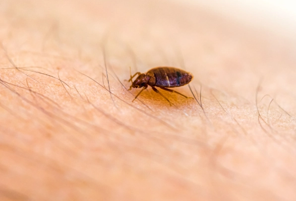 bed bug prevention tips bed bug prevention tips
