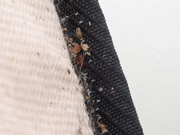 signs of bed bugs signs of bed bugs