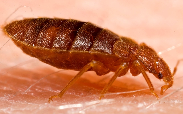 bed bug prevention