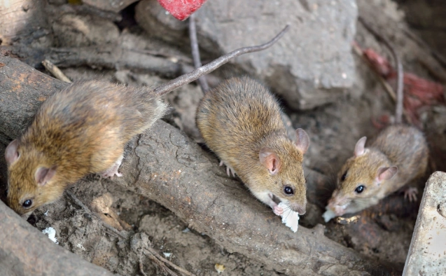 rat infestation signs