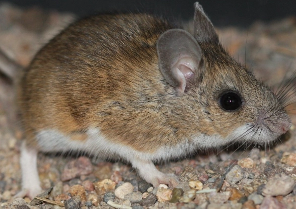 deer mice control