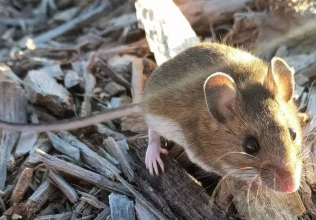 hantavirus deer mice
