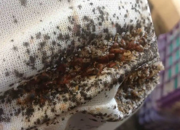 identify bed bugs identify bed bugs