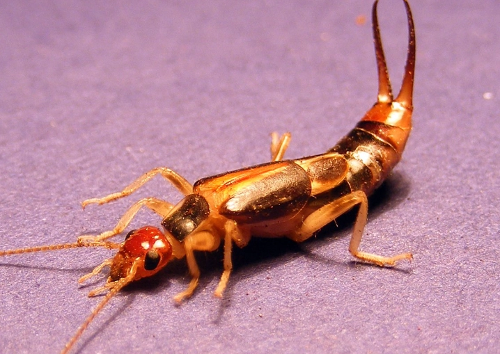 earwig control