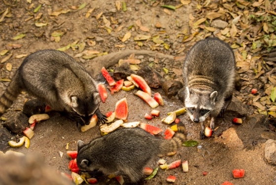 feeding raccoons feeding raccoons