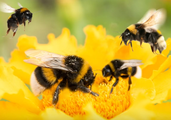 prevent bumblebee stings