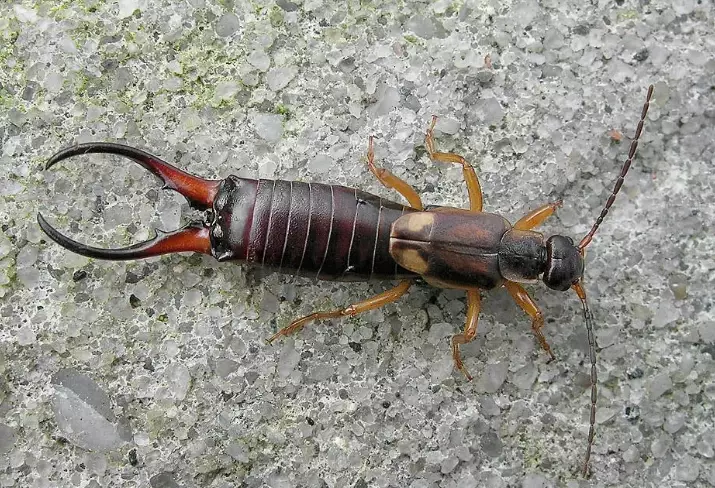 how to get rid of earwigs