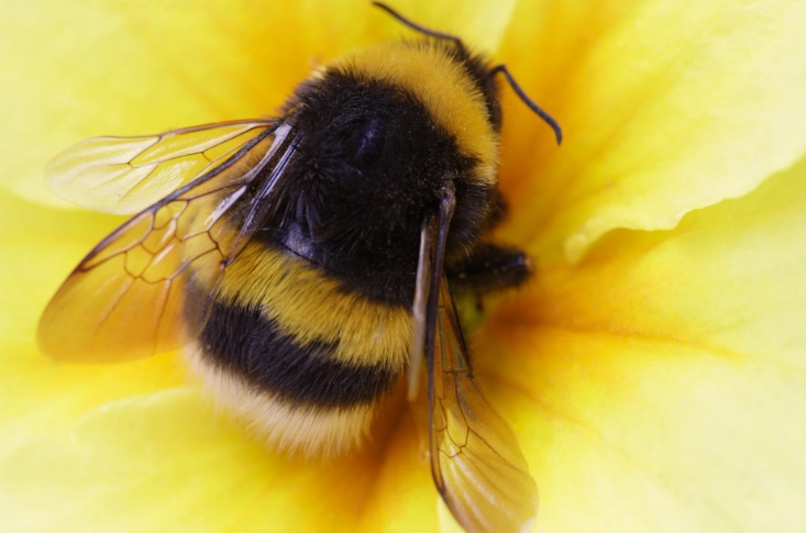 bumblebee identification