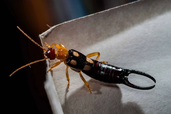 how to get rid of earwigs