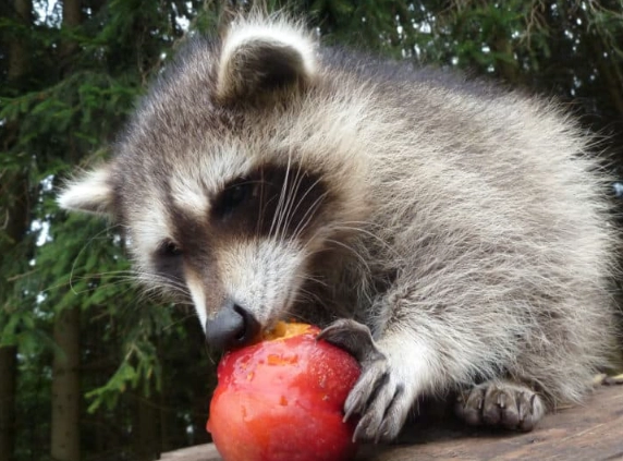 feeding raccoons feeding raccoons