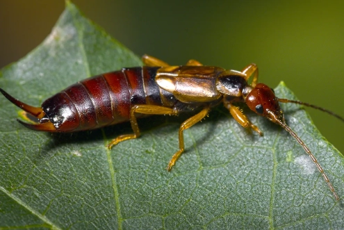 earwig control
