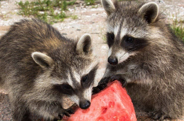 raccoon diet raccoon diet