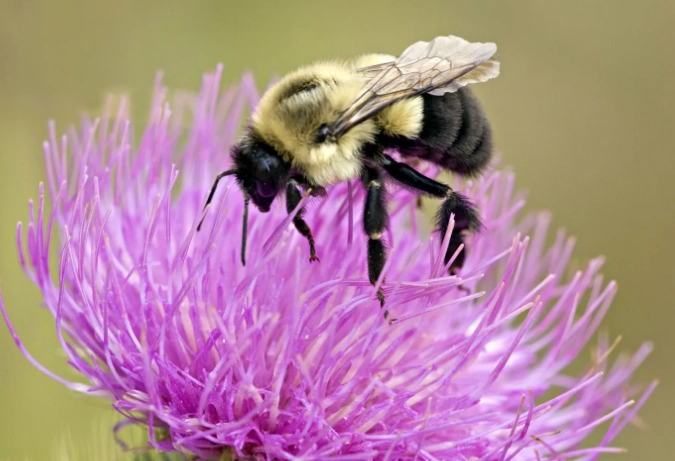 prevent bumblebee stings