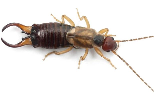 earwig infestation