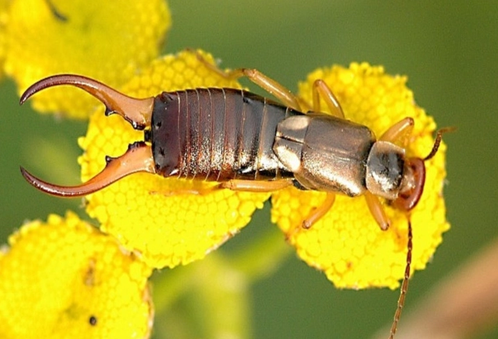 how to get rid of earwigs