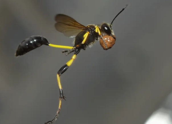 mud dauber wasps