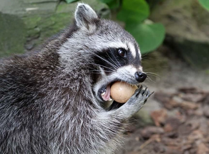 what do raccoons eat in the wild what do raccoons eat in the wild