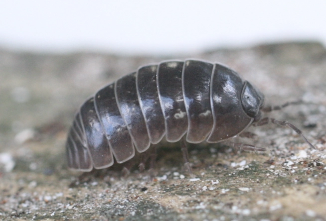 how to get rid of pill bugs