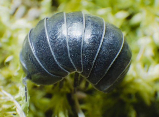 pill bugs garden