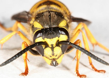 yellowjacket nest removal
