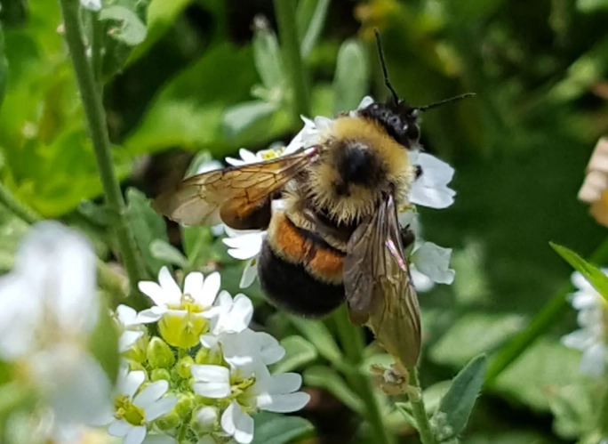 bumblebee identification