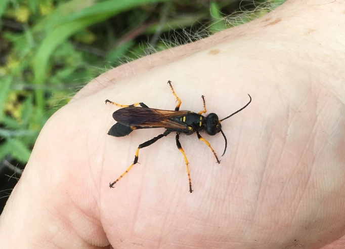 mud dauber wasps