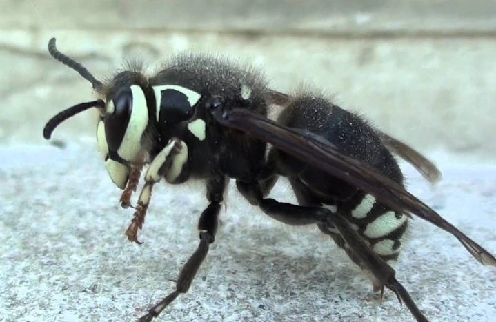 how to get rid of white faced hornets how to get rid of white faced hornets