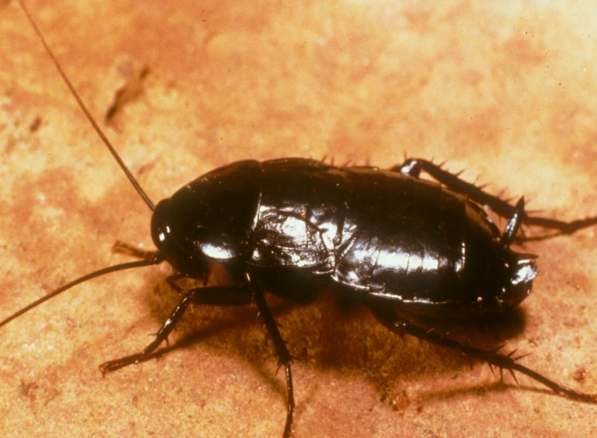 oriental roach infestation oriental roach infestation