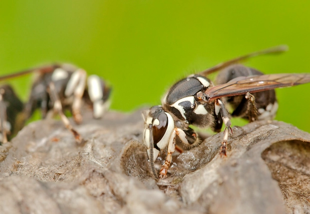 bald-faced hornet sting bald-faced hornet sting