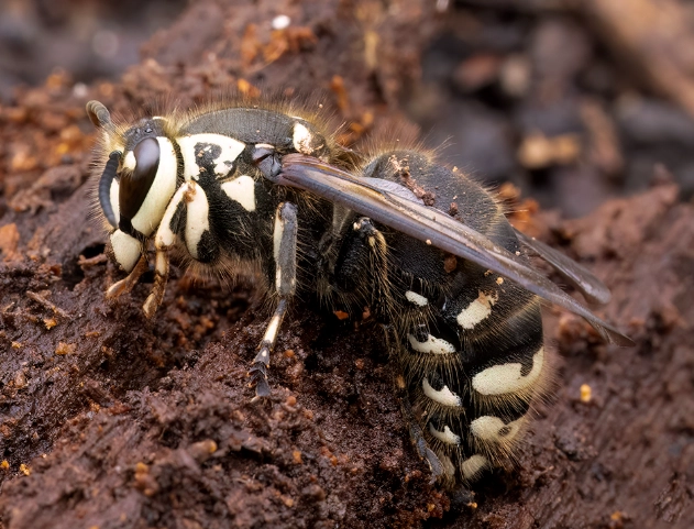 white faced hornet nest white faced hornet nest
