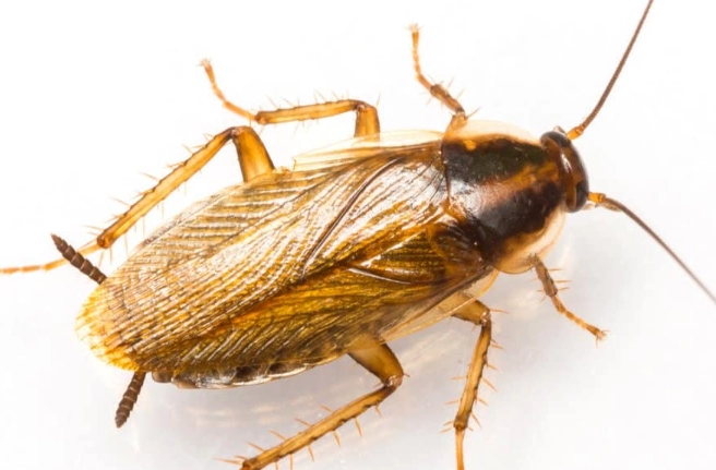 german cockroach bait