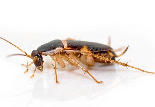 how to get rid of brown-banded cockroaches