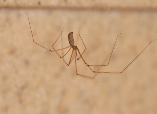 are cellar spiders dangerous