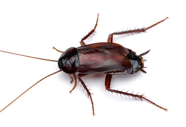 oriental roach identification oriental roach identification