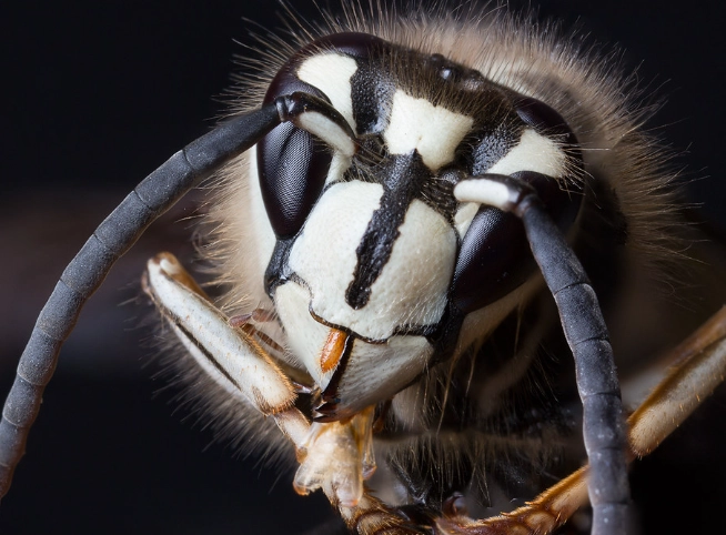 bald-faced hornet sting bald-faced hornet sting