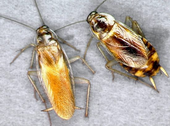 brown-banded cockroach vs german