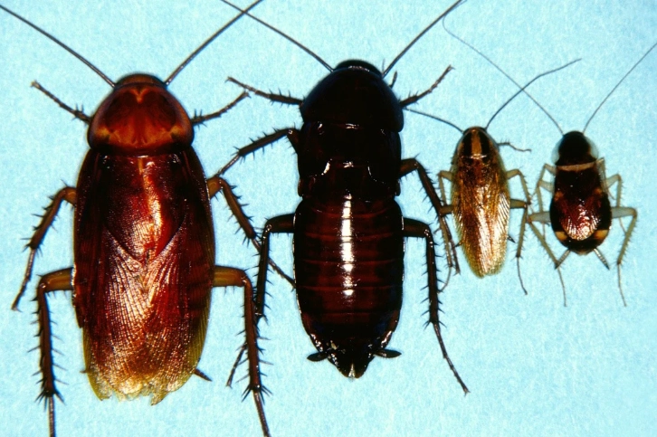 oriental roach identification oriental roach identification