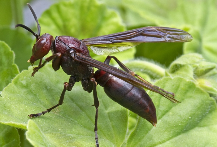 paper wasp paper wasp