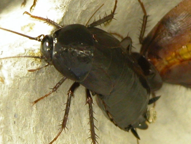 oriental roach control oriental roach control