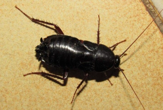 oriental roach control oriental roach control