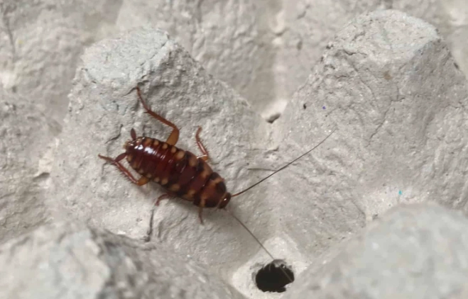 brown-banded cockroach identification